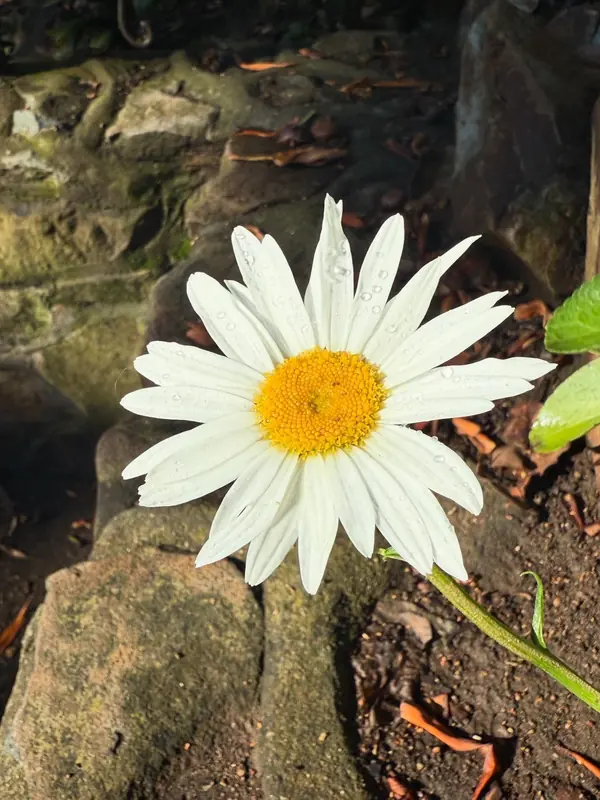 A single white daisy against dark rock
