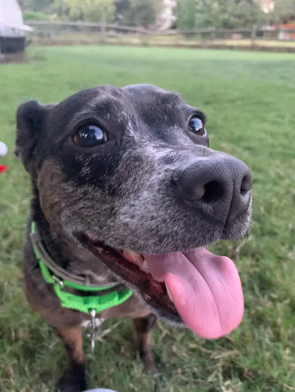 Happy brindle dog with its tongue out, close to the camera