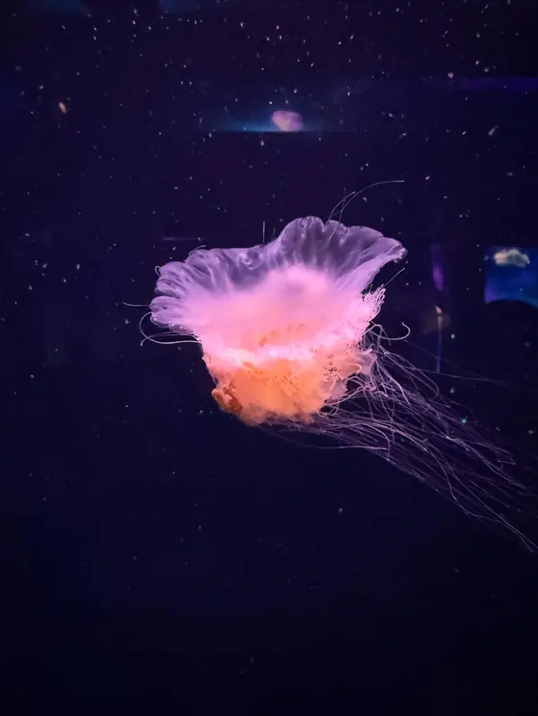Glowing pink jellyfish drifting in a dark aquarium tank