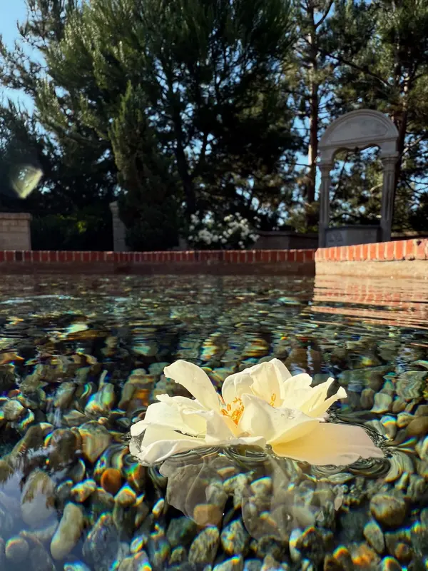 A cream flower floating on shallow water over colorful pebbles