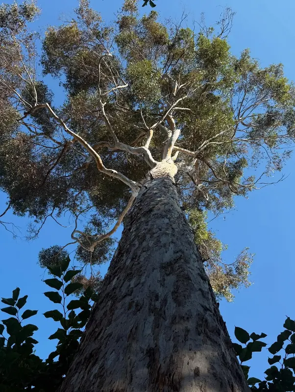 Looking straight up a tall tree trunk into a blue sky
